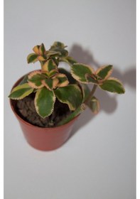 Resim Crassula Sarmentosa Variegata Sarkan Sukulent Tekli 5,5 Cm Saksıda 