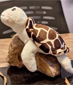 Resim Caretta Caretta Kaplumbağa Küçük Kahverengi 