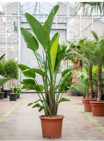 Resim Starliçe (Cennet Kuşu Çiçeği) Strelitzia Nicolai 100 cm 2 Adet 