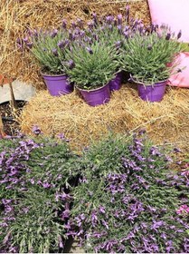 Resim Bitkim Sende Angustifolia Dar Yapraklı Lavanta Mor Renk 15 20cm 30 Adet Lavanta Fidesi Purple Lavender 