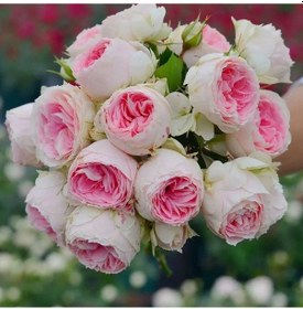 Resim Tüplü Koleksiyonluk Hyrid Tea Sugar Ponpon Yediveren Gül Fidanı 