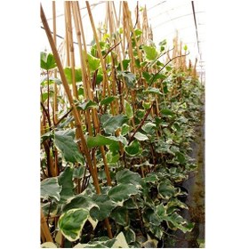 Resim Hedera Orman Sarmaşığı 10 Adet - Alacalı Sarılıcı Bitki 