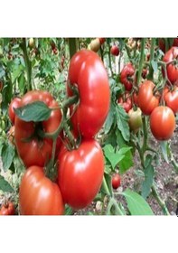 Resim Kokulu Yüksek Verimli Sırık Etli Beef Domates Fidesi 5 Adet 