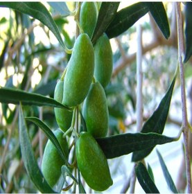 Resim Tüplü Aşılı Tam Bodur Koroneiki Zeytin Fidanı-Meyve Verme Yaşında 