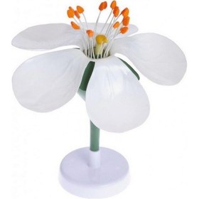 Resim Elma Çiçeği 