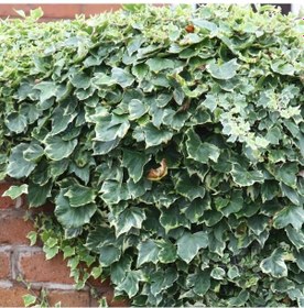 Resim Alacalı Hedera - Orman Sarmaşığı 100 - 150 cm 4 Adet 