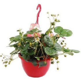 Resim Yediveren Çilek 5 Adet - Askılı Saksıda 6116 