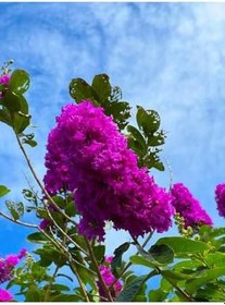 Resim Videolu Mor Renk Oya Ağacı Fidanı 80-120 Cm Saksılı Dış Mekan Ağaçları Purple Lagerstroemia 