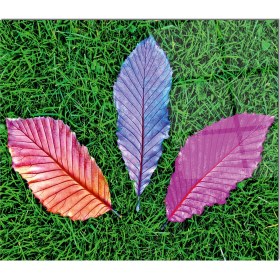 Resim Olinpa Cam Ocak Arkası Koruyucu | Renkli Yapraklar 