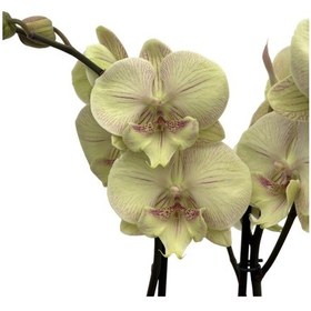 Resim Phalaenopsis 'turner' Sarı Orkide Ø12 Cm H70-80 Cm 