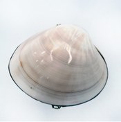 Resim evinizdeki okyanus esintisi turkuaz hediyelik Pearlized Clam Kabuk Cüzdan 
