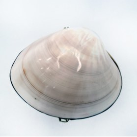 Resim evinizdeki okyanus esintisi turkuaz hediyelik Pearlized Clam Kabuk Cüzdan 