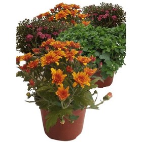 Resim Kasımpatı Çiçeği X 5 Ad 