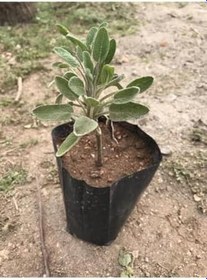 Resim Adaçayı Fidanı Fidesi Tüplü 1 Adet 15-25 Cm, FideBitki132 