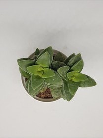 Resim Nura Botanik Kampanyalı Crassula Springtime Katmer Çiçekli Sukulent 5.5cm Saksıda 