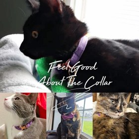 Resim Cat Collar named Zilli Cat Collar 745094 - Orange Collar / S/M 16-26cm 