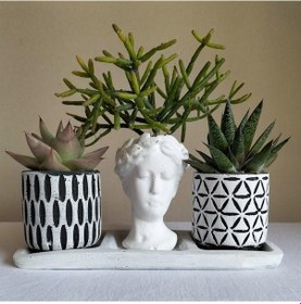 Resim Haworthia & Echeveria & Rhipsalis3'lü Sukulent Seti | Helen Beyaz & Desenli Seri 