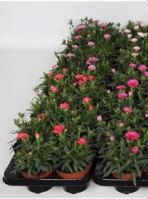 Resim Dekoratif Kokulu Salon Ofis Çiçeği Pink Dianthus 1 Adet Saksılı 15-25Cm 