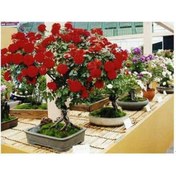 Resim Bodur Bonsai Kırmızı Gül Ağacı Tohumu 5 Tohum + Tohum 
