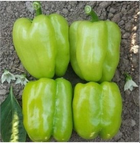 Resim Dolmalık Kandil Biber Tohumu 2 Gram 1 Set 