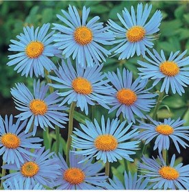 Resim Clear Mavi Erigeron Çiçeği Tohumu 50 Tohum 