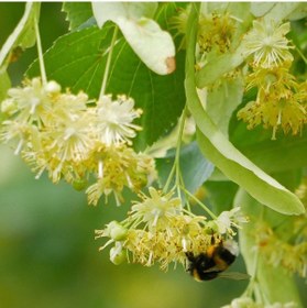 Resim Ihlamur (Tillia Tomentosa) Fidanı 3 Adet 