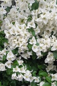 Resim Beyaz Begonvil Çiçeği 50-60Cm /Şuan Ciçeksizdir Bougainvillea 