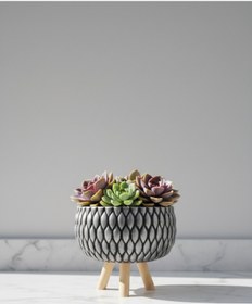 Resim Alba Home Decor Ahşap ayaklı Sukulent kaktüs arajman saksı 