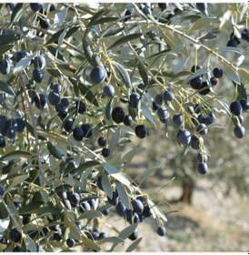 Resim Tüplü Yabancı Menşei Yağlık Ve Sıkımlık Avustralya Ligurian Zeytini Fidanı 