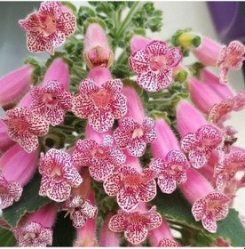 Resim Koleksiyonluk Leah Kohleria Japon Küpelisi Çiçeği Fidesi Mini Saksıda 