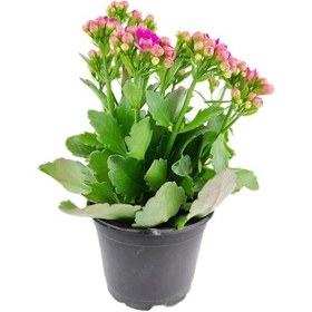 Resim Saksıda Canlı Kalonşo Çiçeği Kalanchoe blossfeldiana 