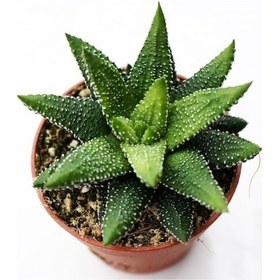 Resim Haworthia Pumila 5 Adet 