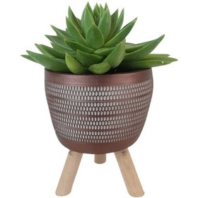 Resim Echeveria Agavoides Kiremit Rengi Damla Saksıda 