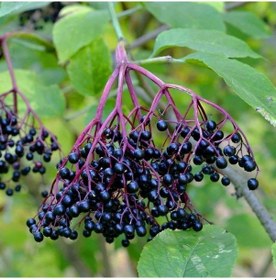 Resim Tüplü Meyve Verme Yaşında Sambucus Nigra Kara Mürver Fidanı 