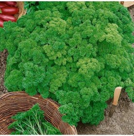 Resim Geleneksel Tohumları Triple Curled Maydanoz Tohumu 150 Tohum 