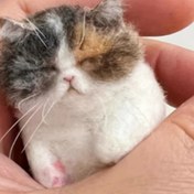 Resim Sevimli Kedi İğne Yün Kitası Başlangıçlar İçin - Enjeksiyon Araçları, Pedler, Fiber ve Detaylı Talimatlar Dahil - El Sanatları Yetişkinleri ve Hayvan Severleri İçin Mükemmel, El Sanatları Kiti|Kolay El Sanatları Kiti|Detaylı Talimatlar 