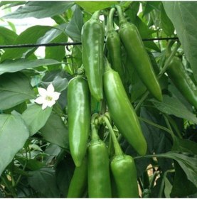 Resim Jalapeno Verypainful Acı Biber Fidesi 5 Adet 