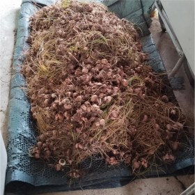 Resim Zeysen Tropikal 10 Adet Safranbolu Gerçek Safran Soğanı Crocus Sativus 