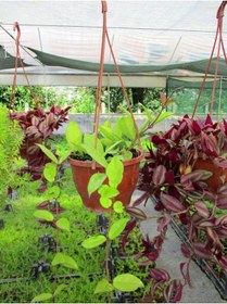 Resim Mum Çiçeği Askılı Saksıda - Hoya Carnosa 