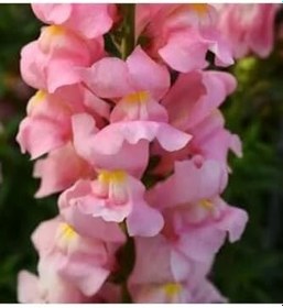 Resim Videolu 10'lu Açık Pembe Aslanağzı Çiçeği Fidanı 5-15 Cm Tüplü Çiçekli Bodur Antirrhinum Majus 