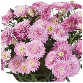 Resim Aramis Double Pink Katmerli Çeşme Papatyası Çiçeği Fidesi 2 Adet Fide 