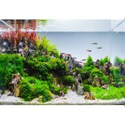 Resim Kolay Akvaryum Bitkisi Paketi Canlı Bitki 30 Dal 