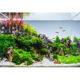 Resim Kolay Akvaryum Bitkisi Paketi Canlı Bitki 30 Dal 