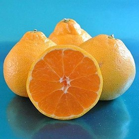 Resim Tüplü Aşılı Yumuşak Etli Wiho Wase Mandalina Fidanı 