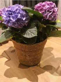 Resim İç Korumalı Geniş Ağızlı Hasır Saksılık & Düzenleyici Geniş Boy 