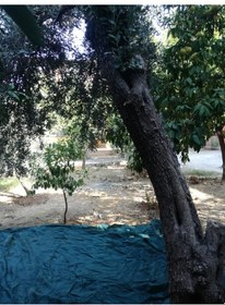 Resim Zeytin Toplama Filesi - 4X8 M Yeşil 