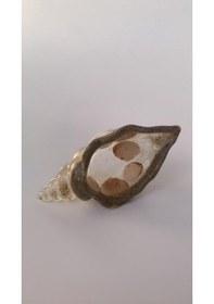 Resim Şeffaf Renkli Deniz Kumu Ve Deniz Kabuğu Süslü Epoksi Çerezlik 