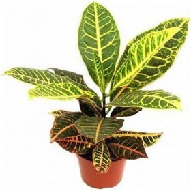 Resim Kraton Salon Bitkisi 3 Adet - Croton Petra 30-50 Cm 