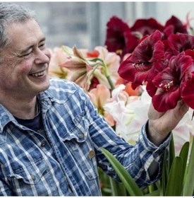 Resim Amaryllis Gr. Diva Kokulu Güzel Hatun Çiçeği Soğanı 1 Adet 
