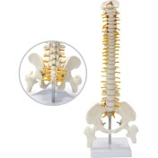 Resim Miyang Tam Boy Femur Eklemli Omurga Iskeleti 45 cm Omurilik ve Sinir Model 22 